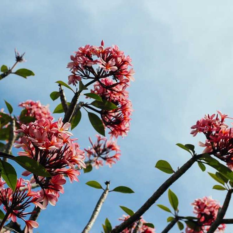 Hessonite Garnet (Gomed)