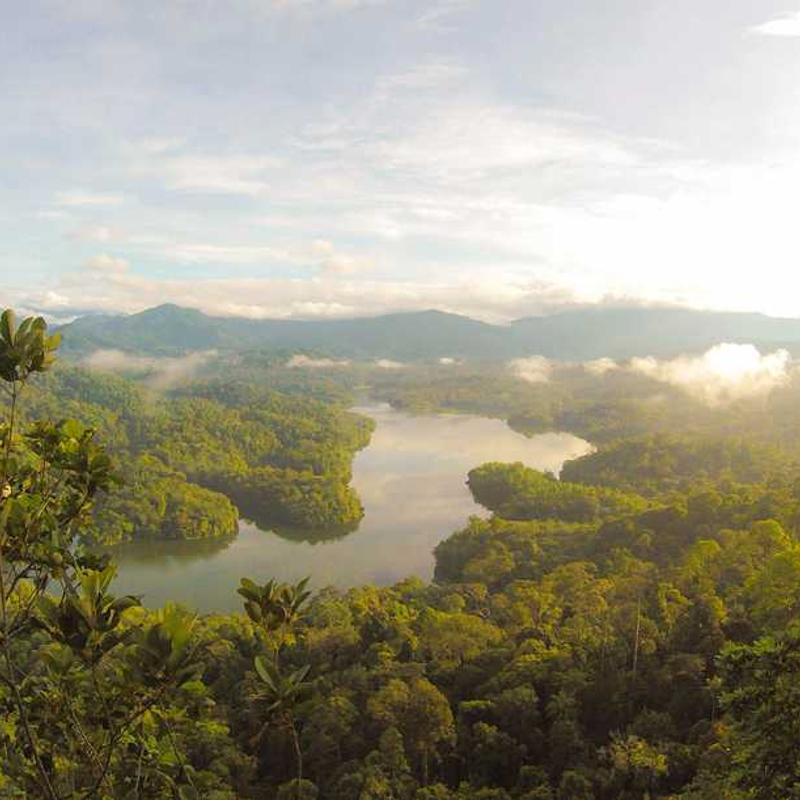 Sandalwood Essential Oil