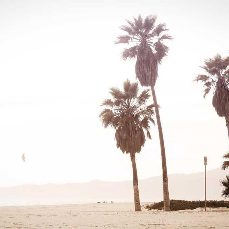 Sandalwood Essential Oil