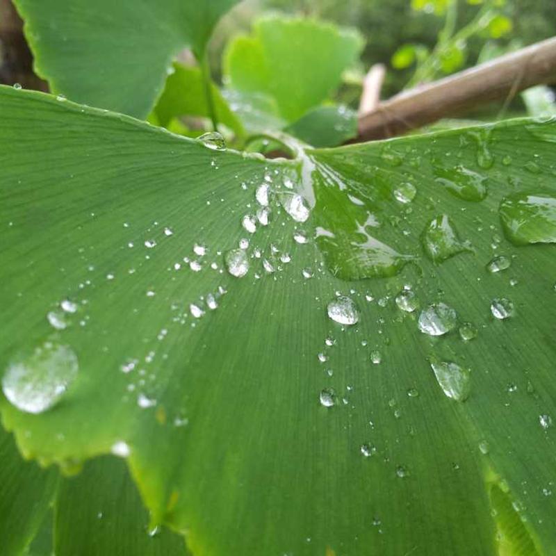 Crystal Pyramid - Clear Quartz